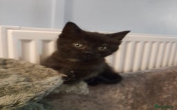 Mixed Breed cats for sale: Gorgeous Ragamuffin x kittens. - Image 6