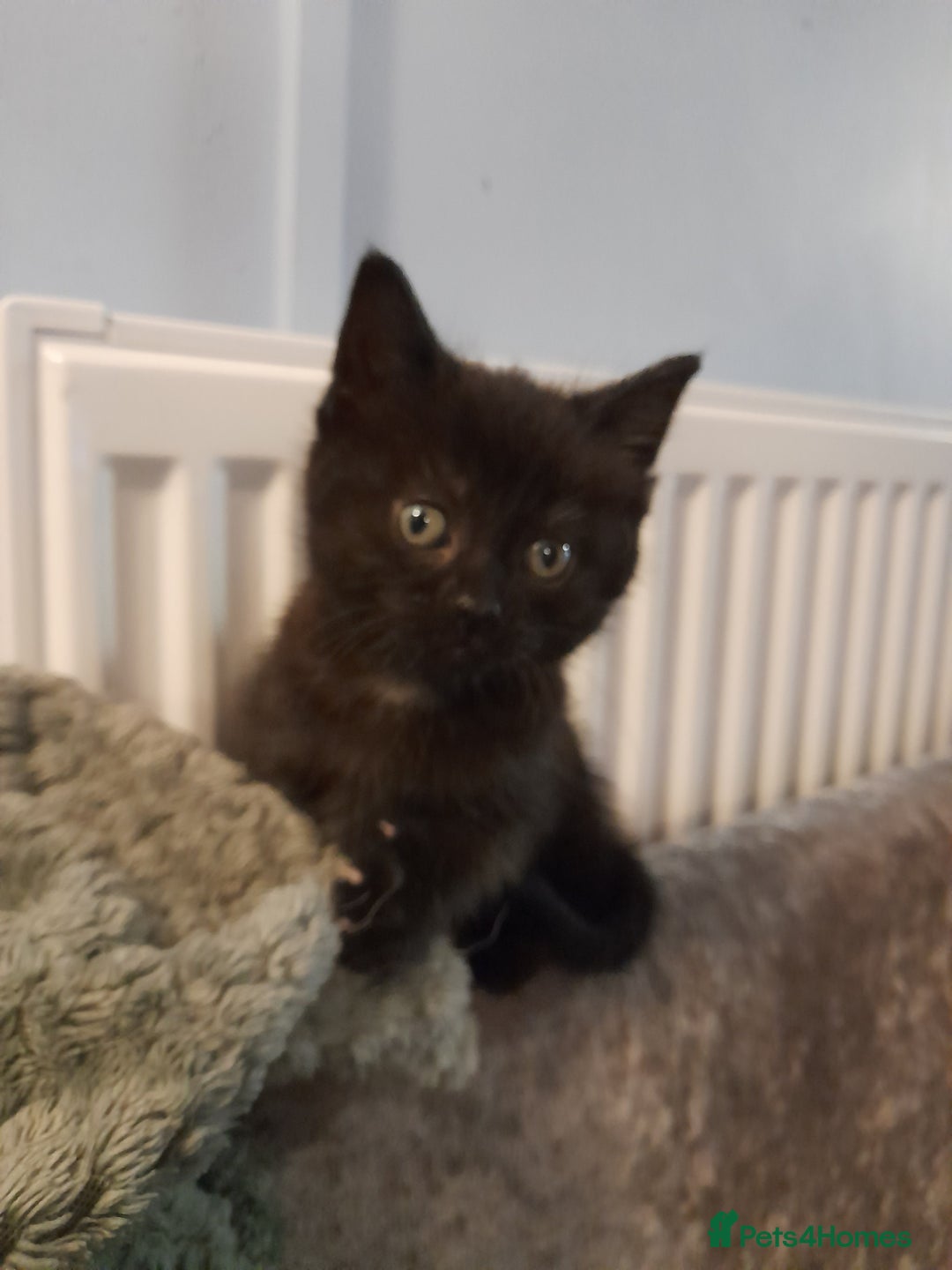 Mixed Breed cats for sale: Gorgeous Ragamuffin x kittens. - Image 6