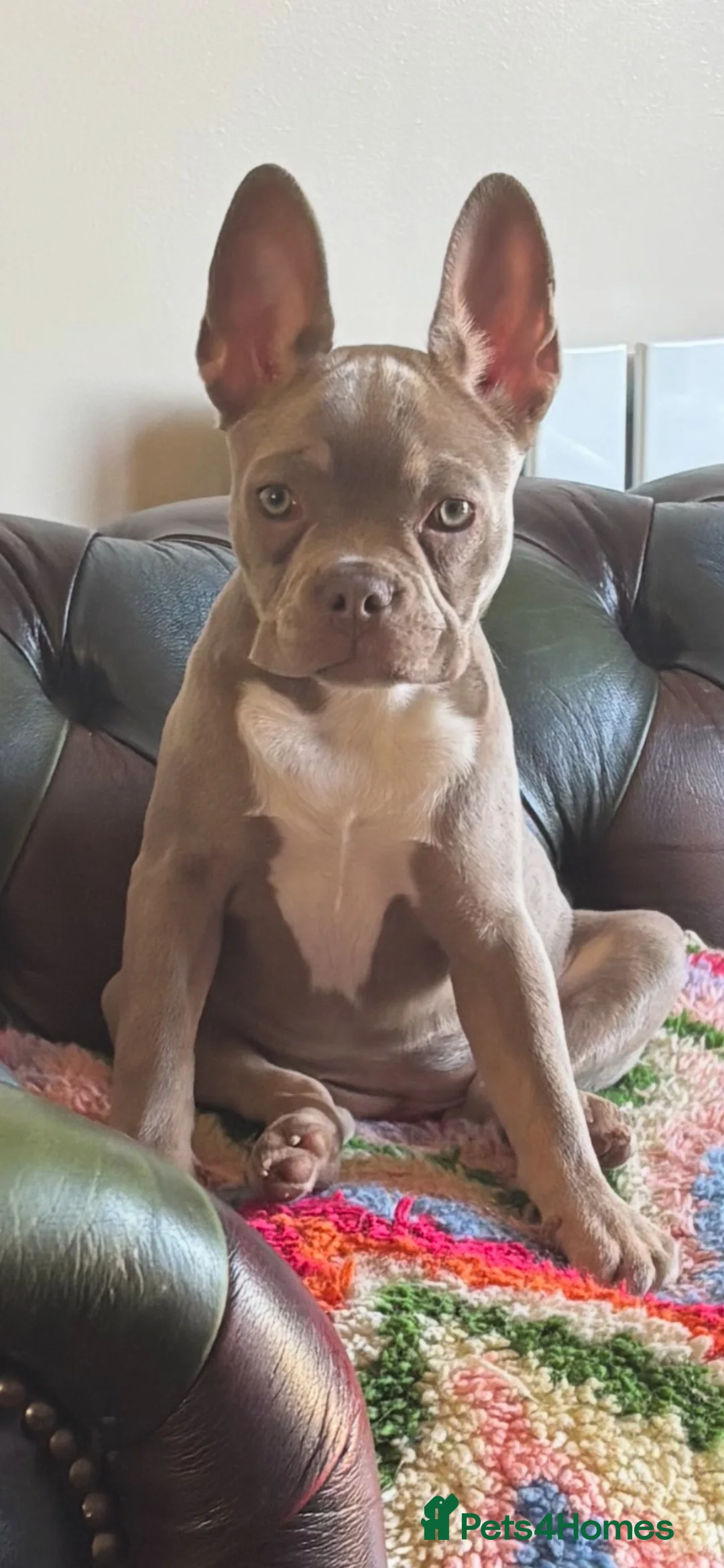 French Bulldog dogs for sale: French bulldog - Advert 1