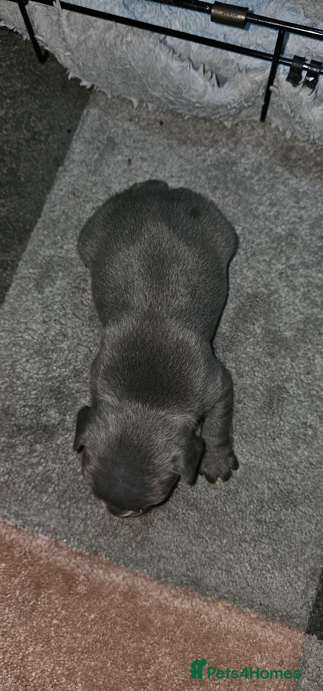 French Bulldog dogs for sale:  6 x beautiful Frenchie puppies for sale  - Advert 13