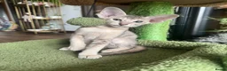 Peterbald cats for sale: Pedigree registered TICA kittens - Advert 8