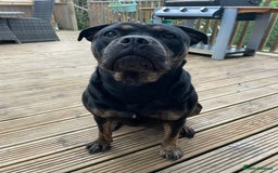Mixed Breed dogs for sale: Our Nala looking for her forever home. - Image 3