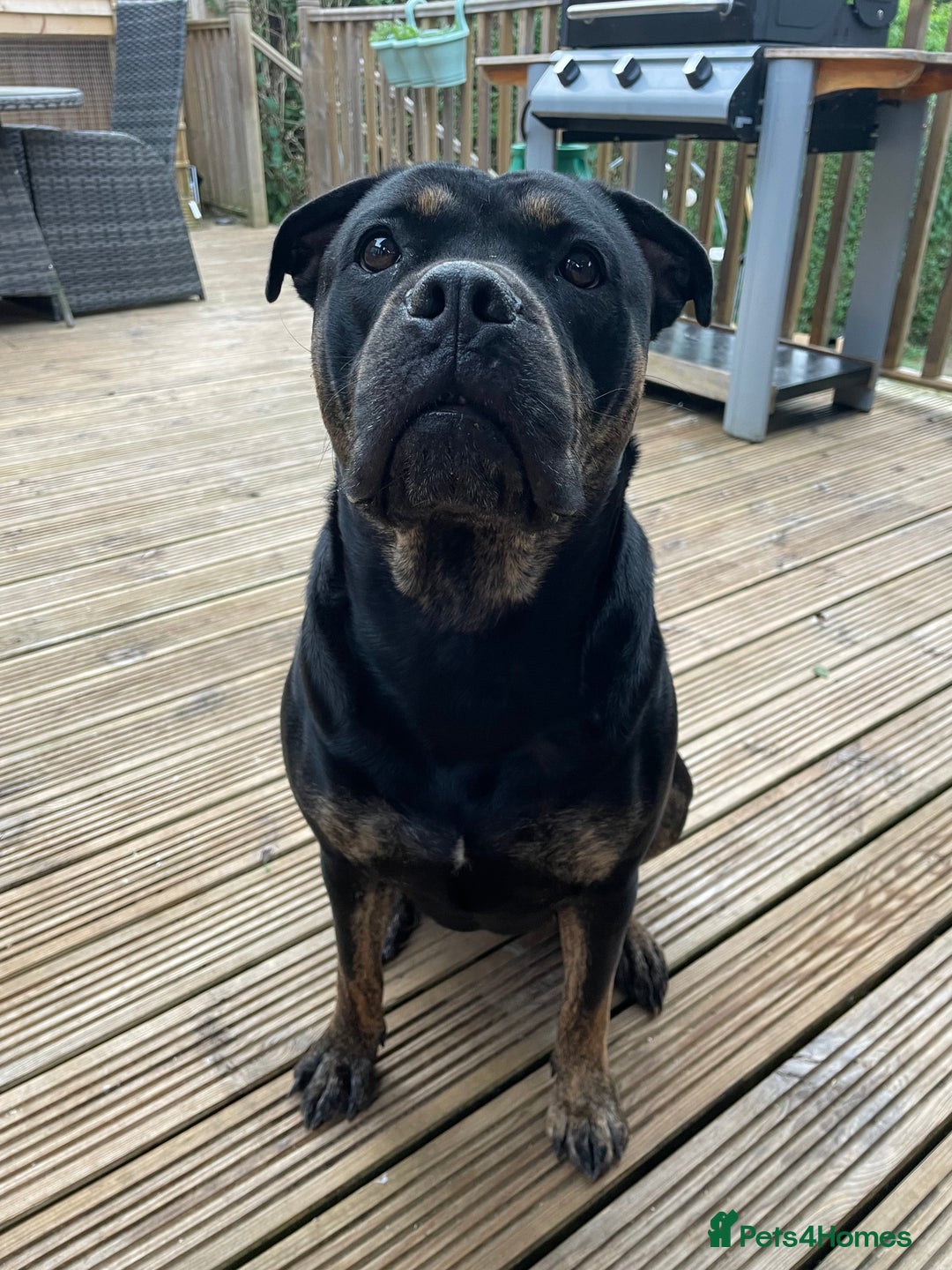 Mixed Breed dogs for sale: Our Nala looking for her forever home. - Image 3