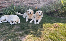Golden Retriever dogs for sale: Champion line cream golden retriever puppies - Image 5
