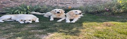 Golden Retriever dogs for sale: Champion line cream golden retriever puppies - Advert 5