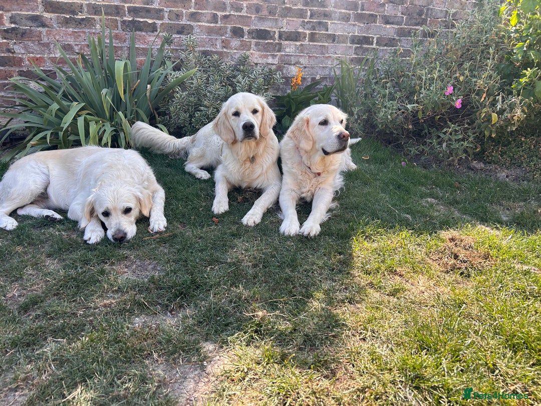Golden Retriever dogs for sale: Champion line cream golden retriever puppies - Image 5
