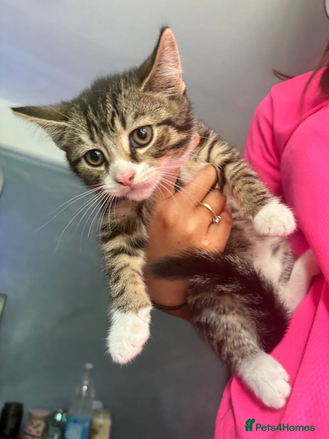 Mixed Breed cats for sale: Kittens (need give ASAP) - Advert 2