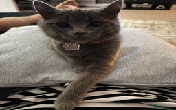 Mixed Breed cats for sale: Female Grey Kitten  - Image 3