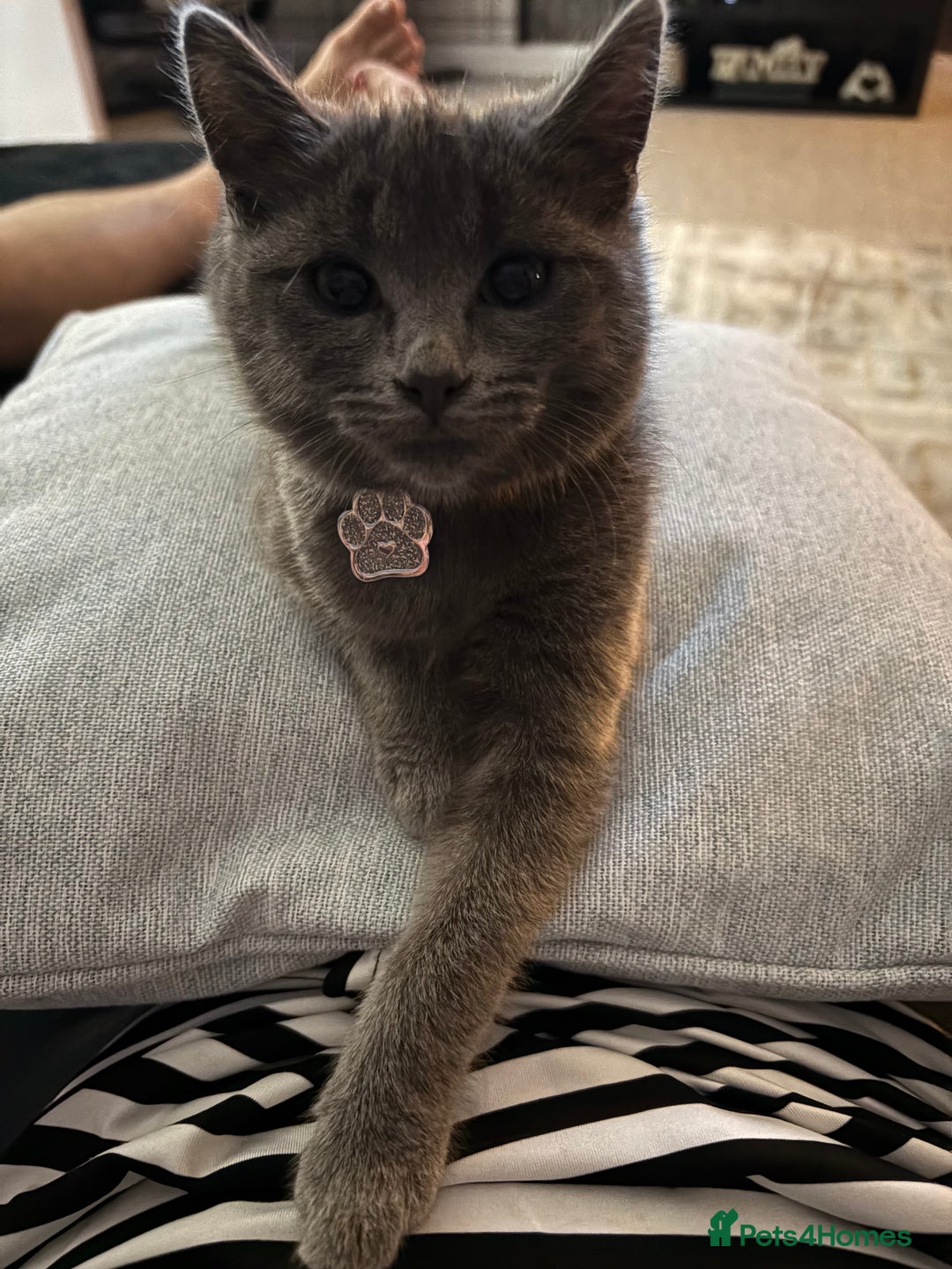 Mixed Breed cats for sale: Female Grey Kitten  - Image 3
