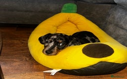 Miniature Dachshund dogs for sale: Mini dachshunds  - Advert 4