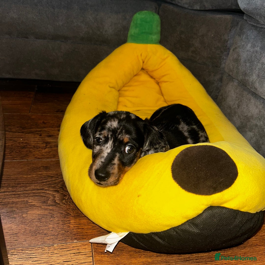 Miniature Dachshund dogs for sale: Mini dachshunds  - Advert 4