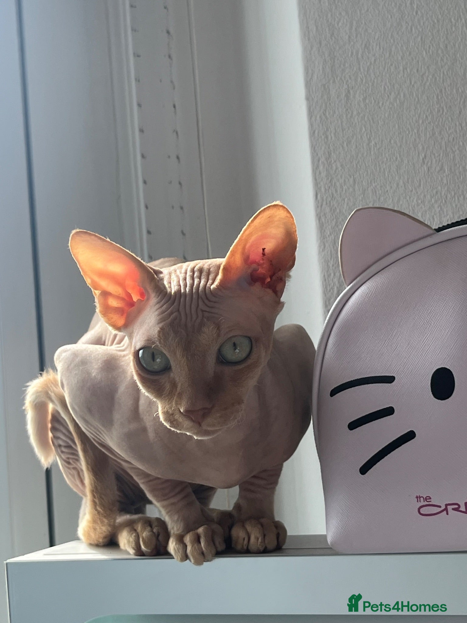 Sphynx cats Two Sphynx cats ready for rehoming  - Advert 4
