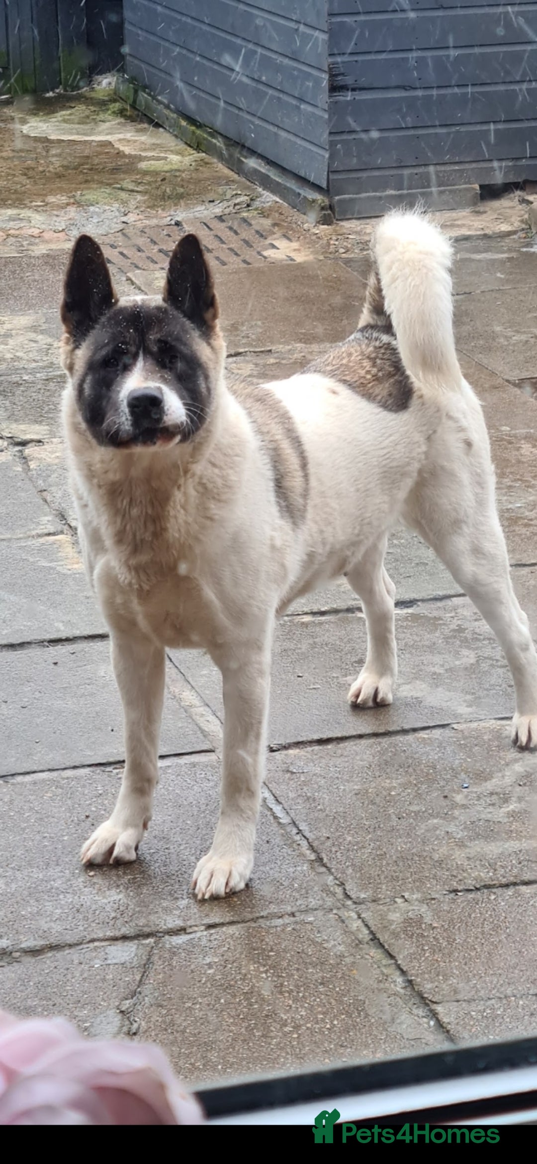 Akita dogs for sale: Akita for sale. - Image 2