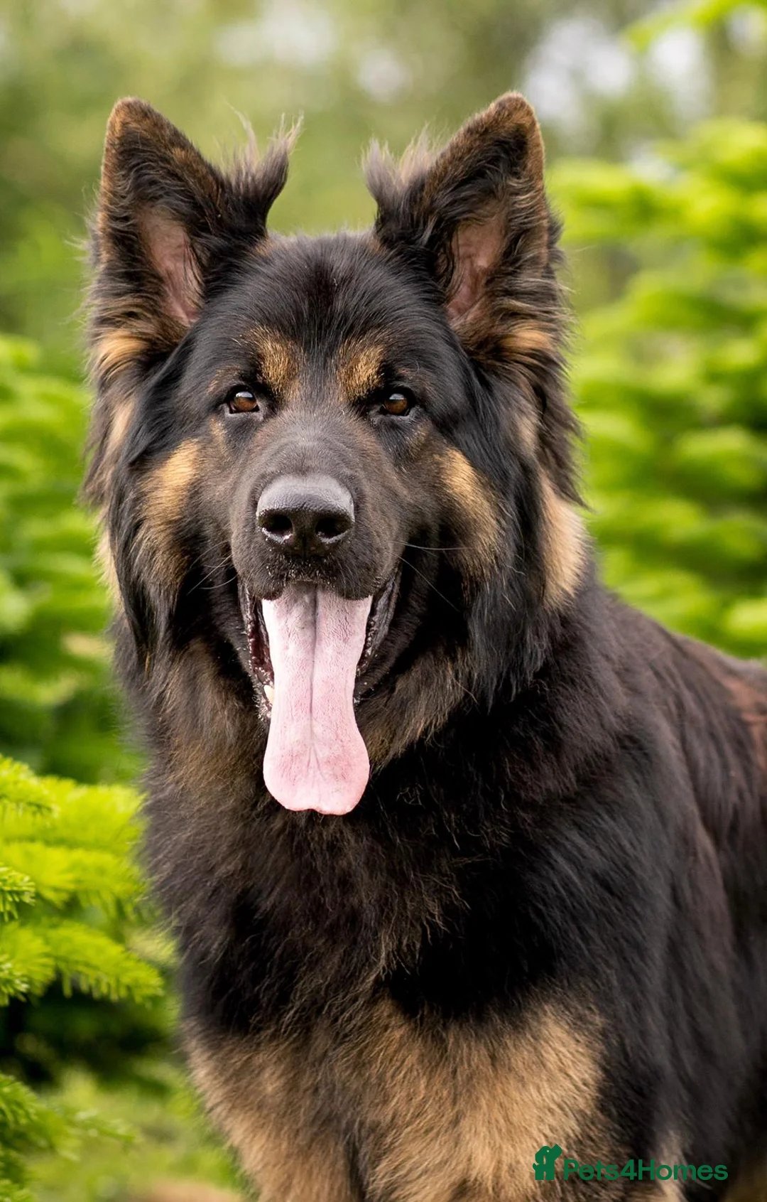 German Shepherd dogs for sale: KC LONG HAIR HEALTH TEST GERMAN SHEPHERD PUPPIES  - Advert 8