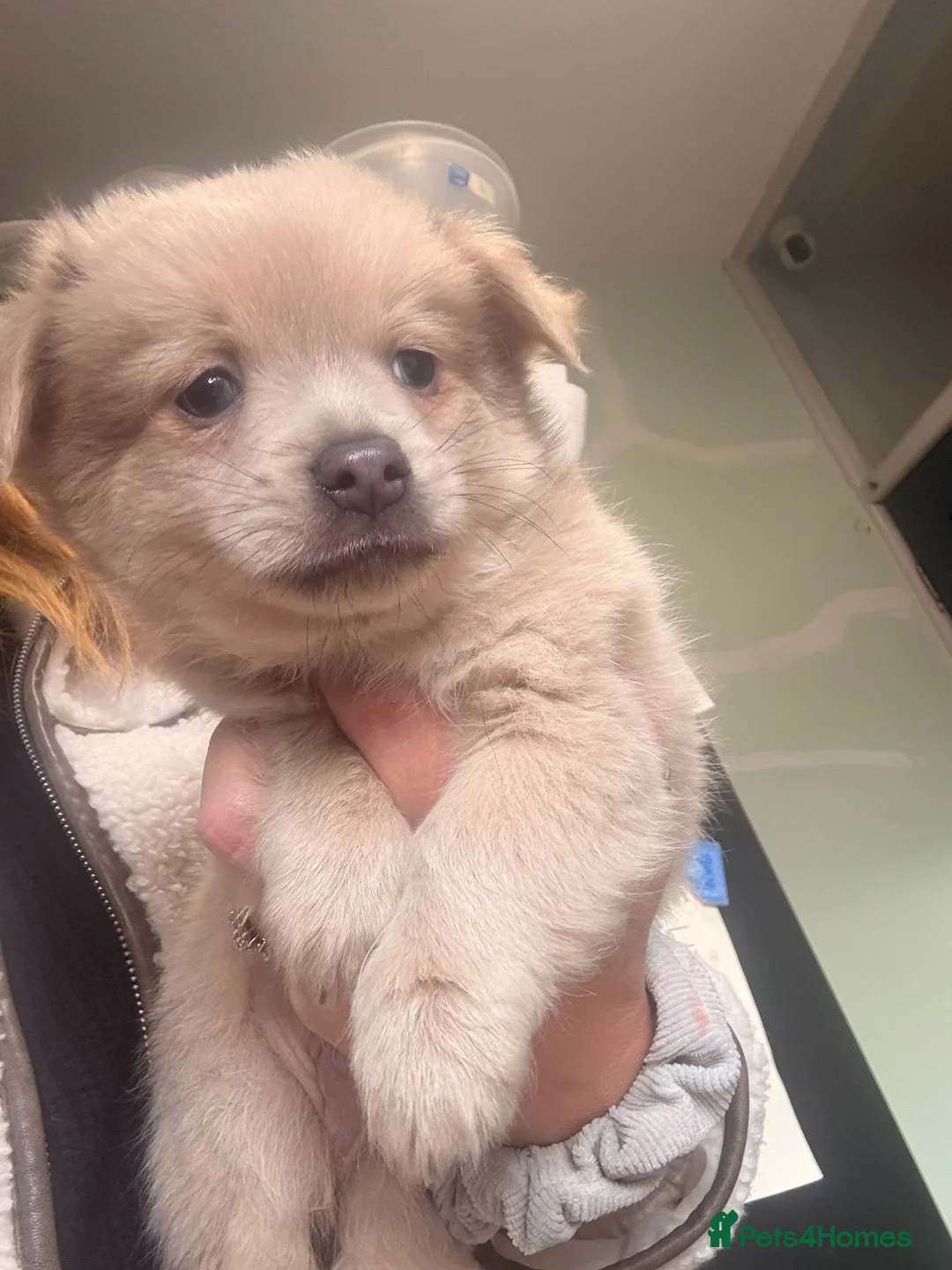Mixed Breed dogs for sale: Pomeranian x chihuahua pups  - Advert 24