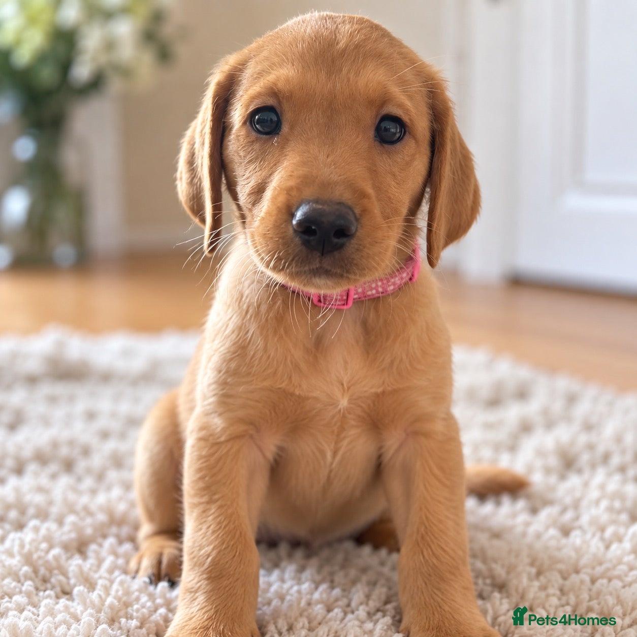 Labrador Retriever dogs Gorgeous Fox Red Labrador Puppies-5 Girls & 4 Boys - Advert 1