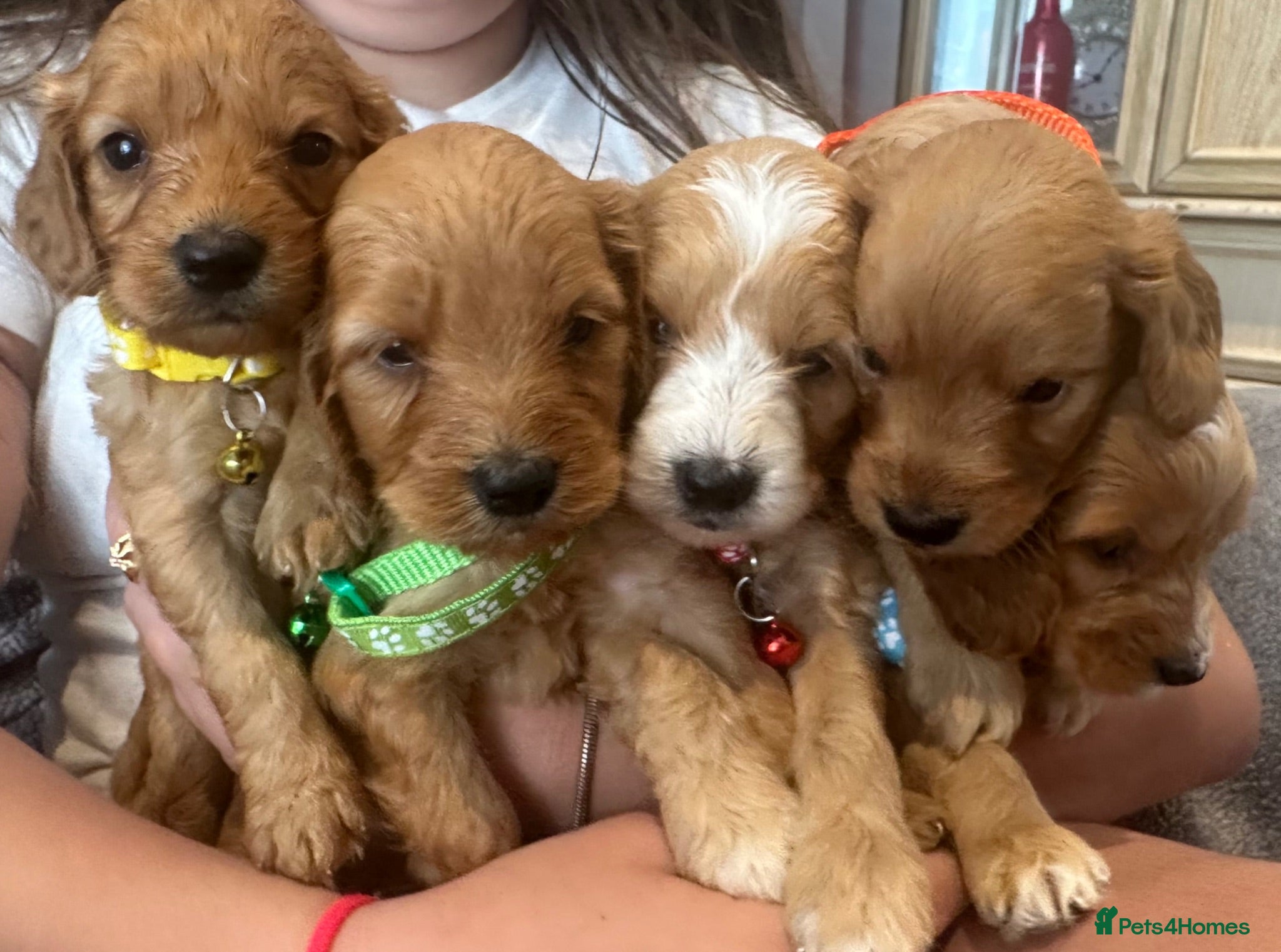 Cockapoo dogs F1 cockapoo boys ready 16 July  - Advert 7