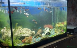 Other/Mixed Breed fish for sale: 2 fish tank with every thing inside - Image 3