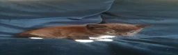 Domestic Shorthair cats for sale: Gorgeous kittens in Fakenham - Advert 7