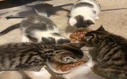 Mixed Breed cats for sale: 4 cheeky kittens ready for their new homes  - Image 2
