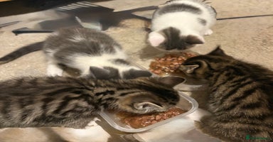 Mixed Breed cats - Advert 13