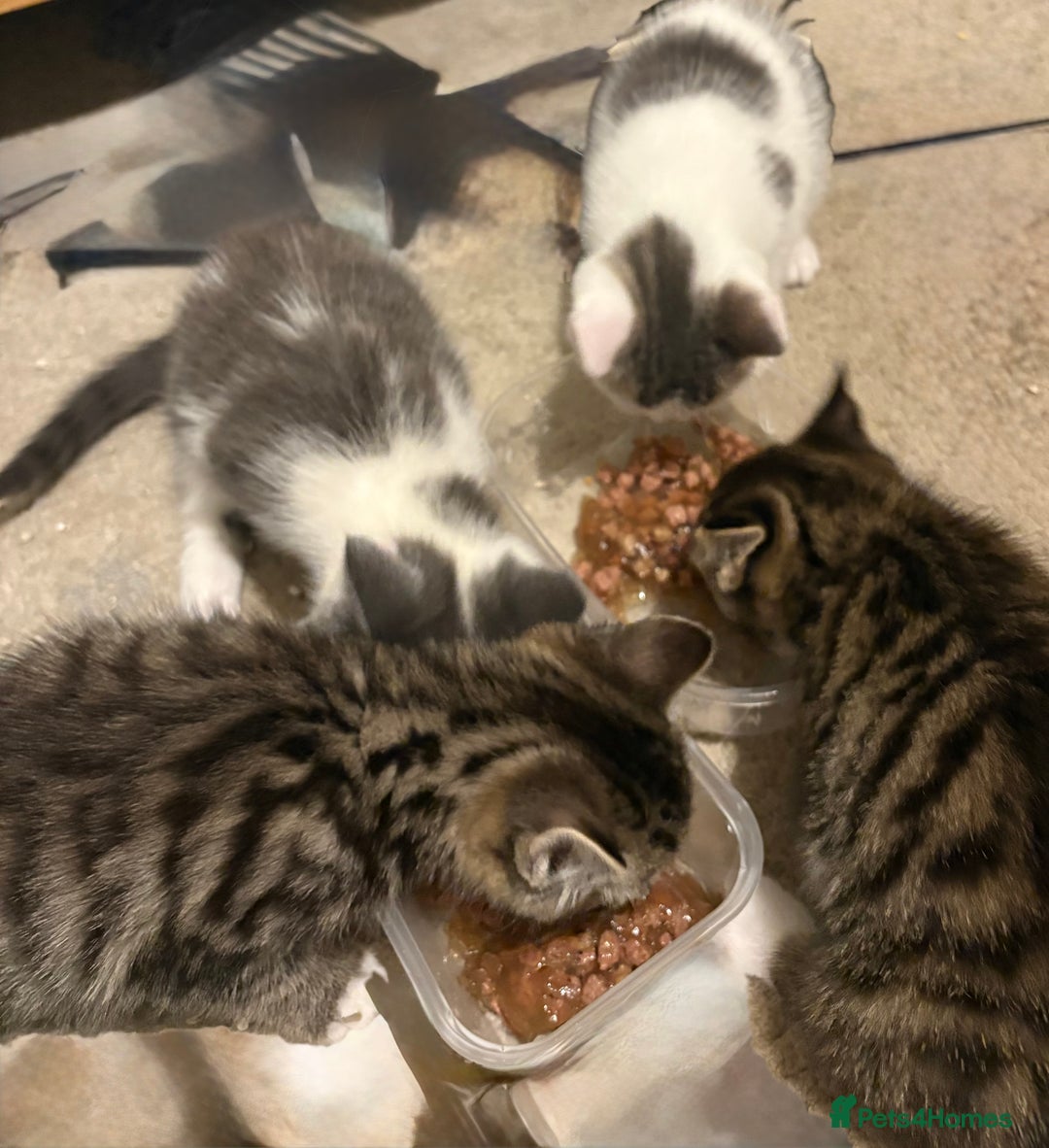 Mixed Breed cats for sale: 4 cheeky kittens ready for their new homes  - Image 2