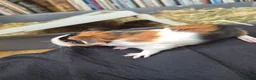 Guinea Pig rodents for sale: New baby piggies  - Advert 5