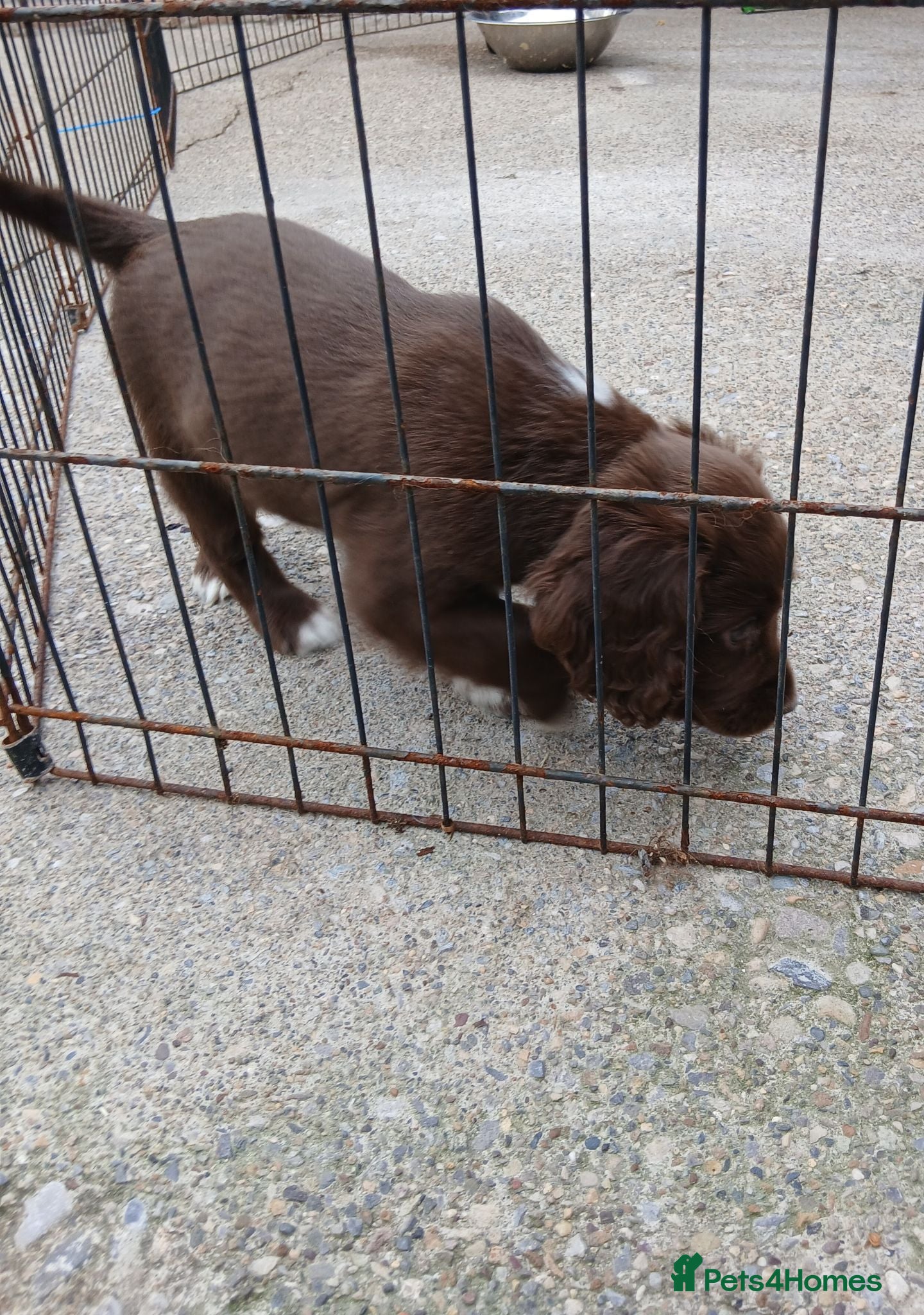 Cocker Spaniel dogs Cocker spaniels puppies  - Advert 6