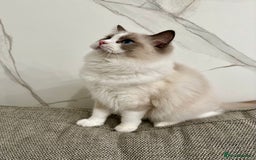 Ragdoll cats for sale:  🇪🇺Show quality European lines ragdoll girl 🩷 - Image 3