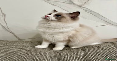 Ragdoll cats - Advert 6