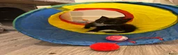 Mixed Breed cats for sale: Beautiful black white kittens in Southampton - Advert 6
