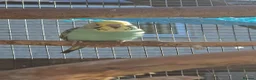 Budgerigars birds for sale: Budgies available 9 weeks old £45 each - Advert 8