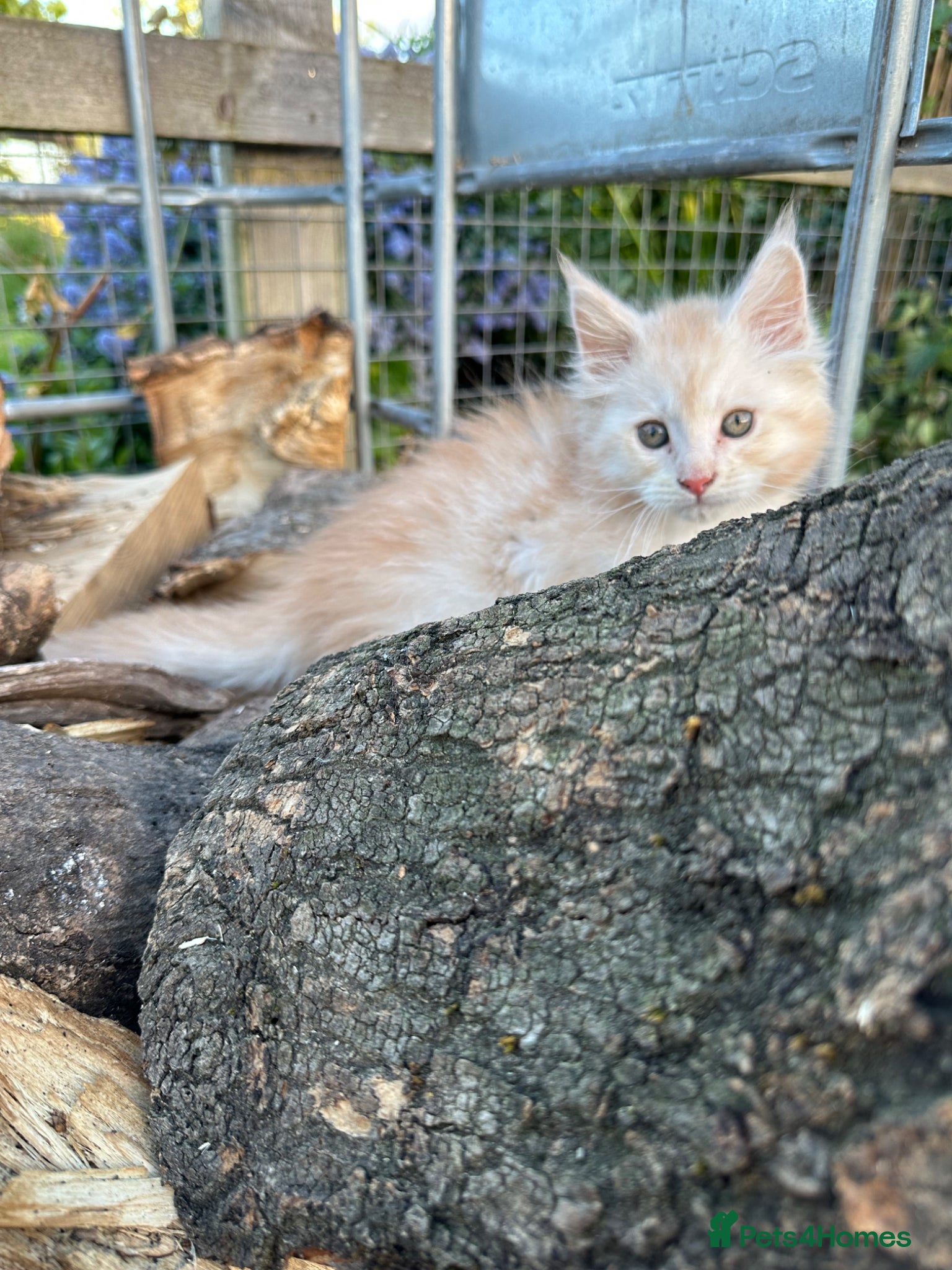 Maine Coon cats Beautiful Maine Coons - Advert 1