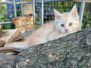 Maine Coon cats Beautiful Maine Coons - Advert 6