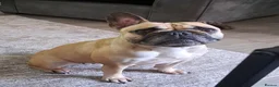 French Bulldog dogs for sale: Mimi - 4 year old french bulldog  - Advert 3