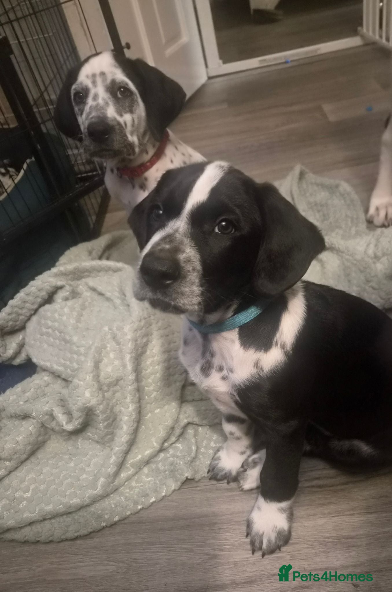 Mixed Breed dogs 2 boys left Beautiful Sprollie x Dalmatian pups - Advert 20