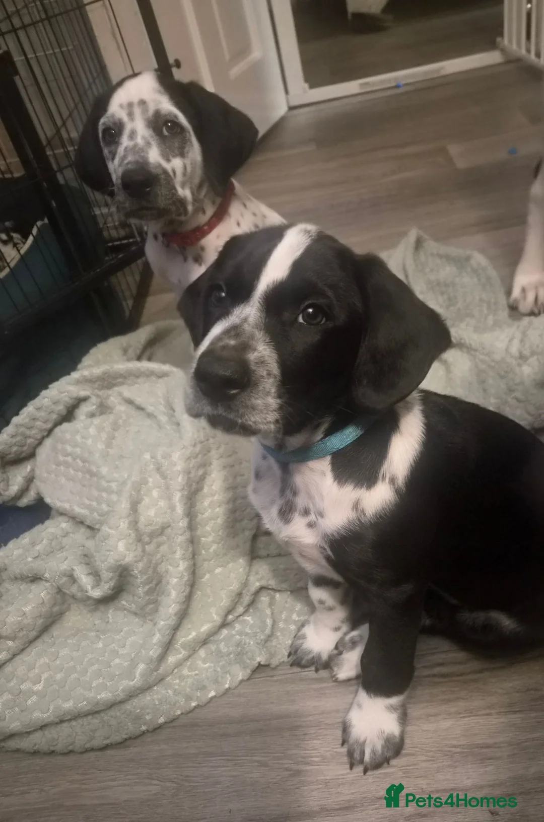 Mixed Breed dogs for sale: READY NOW 2 boys Sprollie x Dalmatian pups - Advert 1