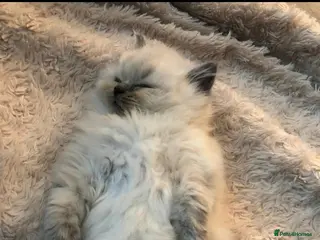 Ragdoll cats Ragdoll kittens in London - Advert 1