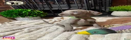 Weimaraner dogs for sale: 🐾KC Registered Blue & Silver Weimaraner Puppies🐾 - Advert 34