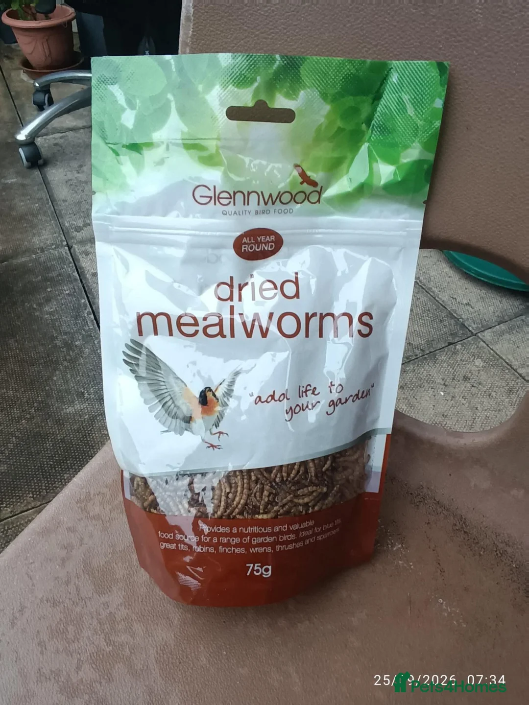 Quail poultry for sale: 2 eight week old quails in Manchester - Advert 4