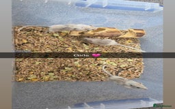 Gerbil rodents for sale: Gerbils 🐹 young for sale  - Image 3