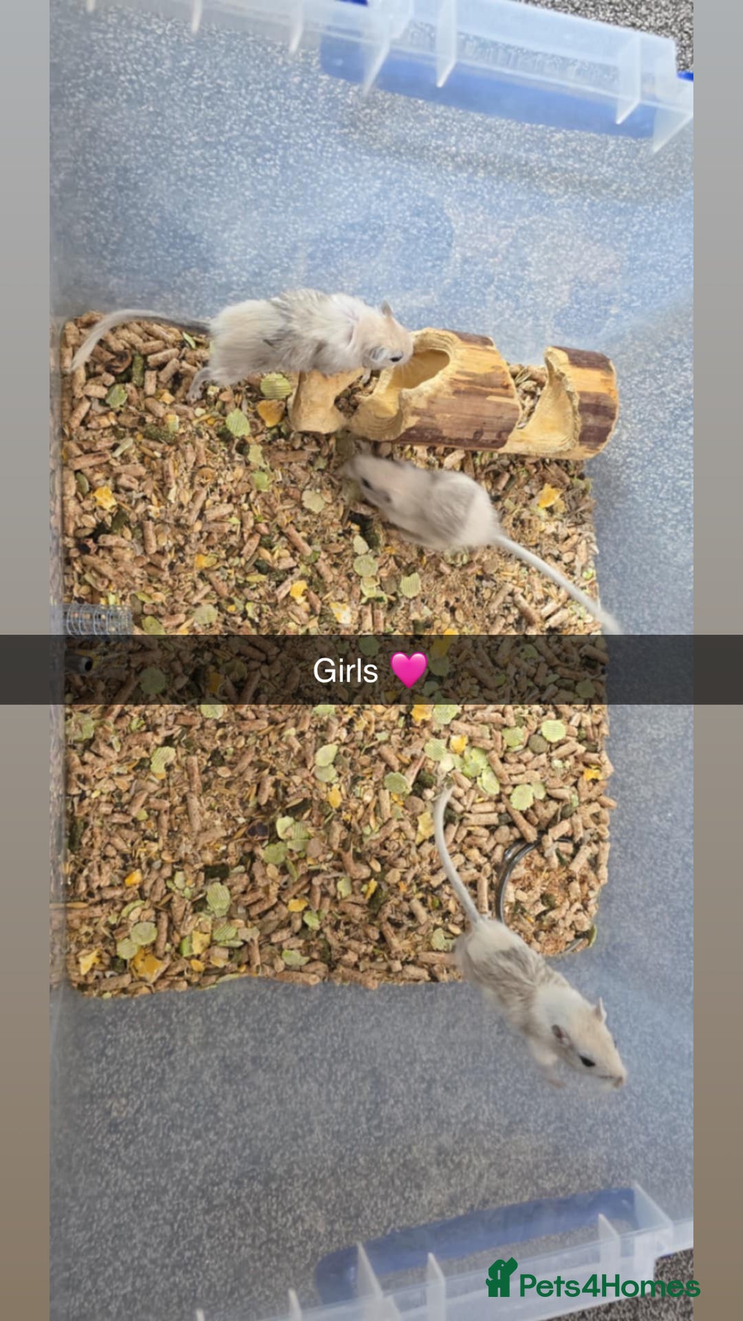 Gerbil rodents for sale: Gerbils 🐹 young for sale  - Image 3
