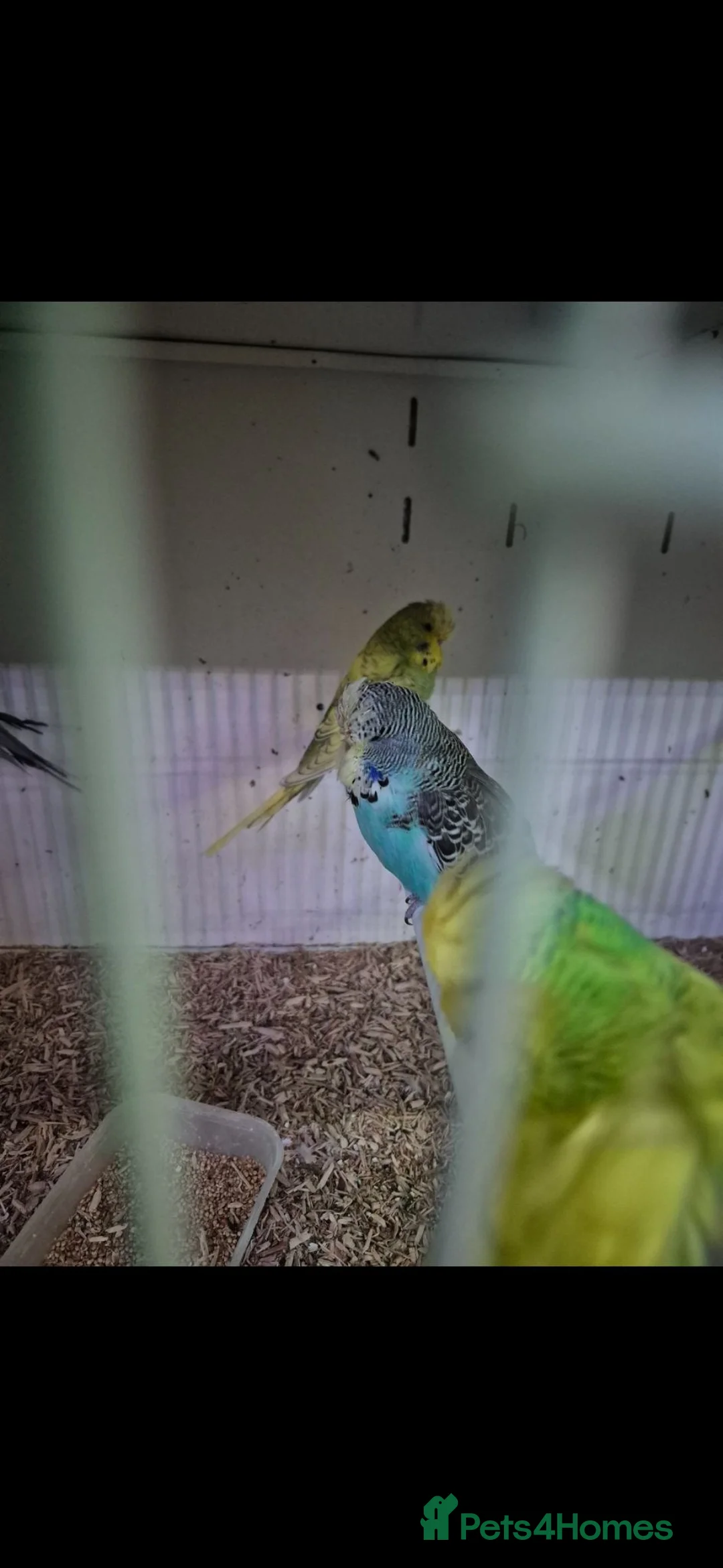 Budgerigars birds for sale: Baby Budgies, Adult Budgies, and Cockatiels  - Advert 2