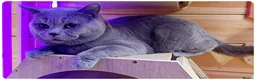 British Shorthair cats for stud: Massive British Blue Boy for stud - Advert 5