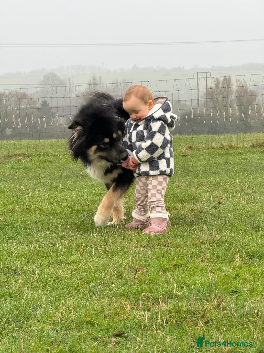 Mixed Breed dogs for sale: Rottweiler/hucky, malamute puppies  - Advert 5
