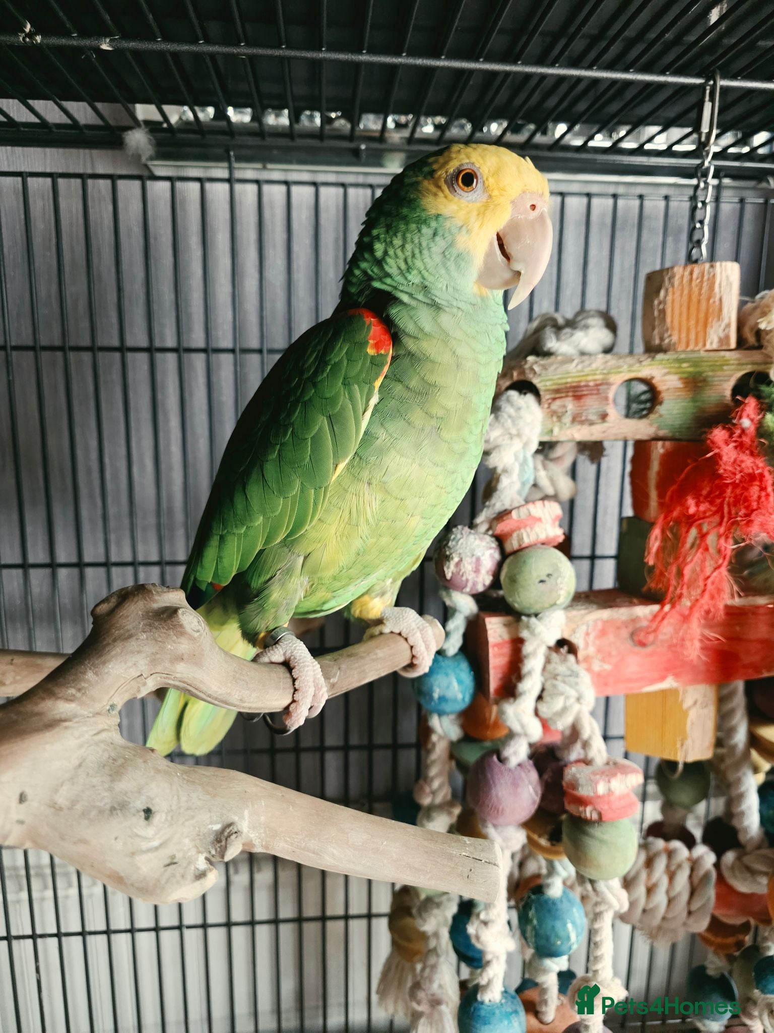 Parrots birds Double Yellow headed Amazon - Advert 3
