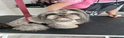 Shih Tzu dogs for stud: 💙 MR MOGWAI Blue Dobbie Karashishi Imperial 💙 - Advert 14