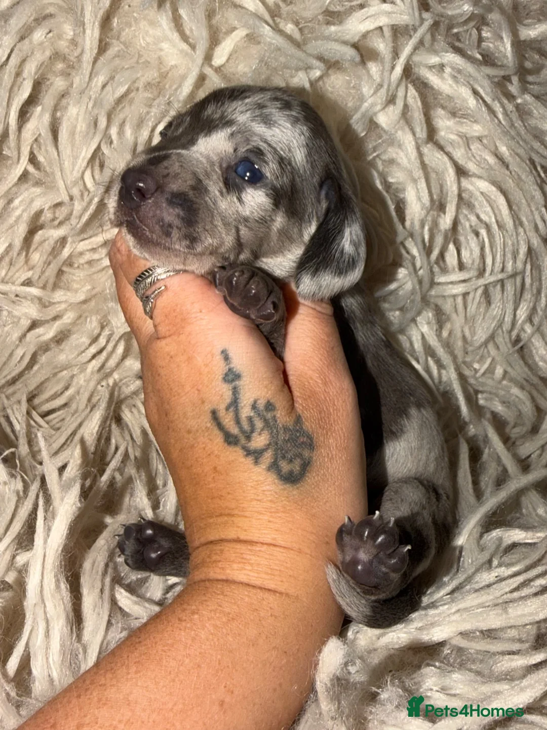 Miniature Dachshund dogs for sale: Kc registered kaninchen dachshunds  - Advert 2