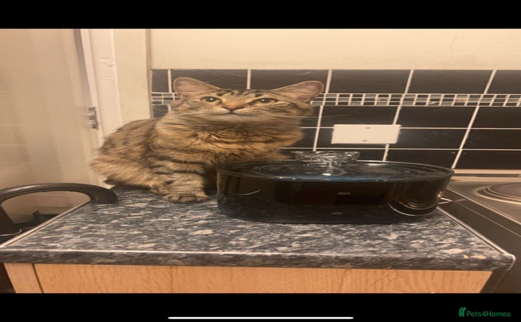 Mixed Breed cats - Advert 1