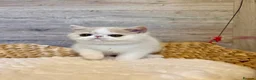 Exotic cats for sale: Outstanding Exotic Shorthair Kittens - Advert 15